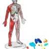 Toy Anatomy Human Kit Glow In the Dark 28Pc