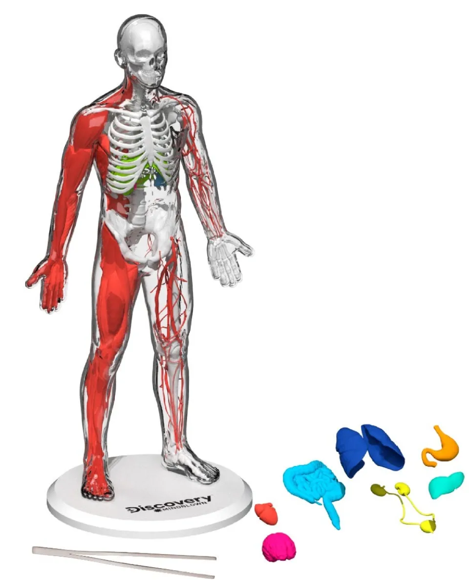Toy Anatomy Human Kit Glow In the Dark 28Pc