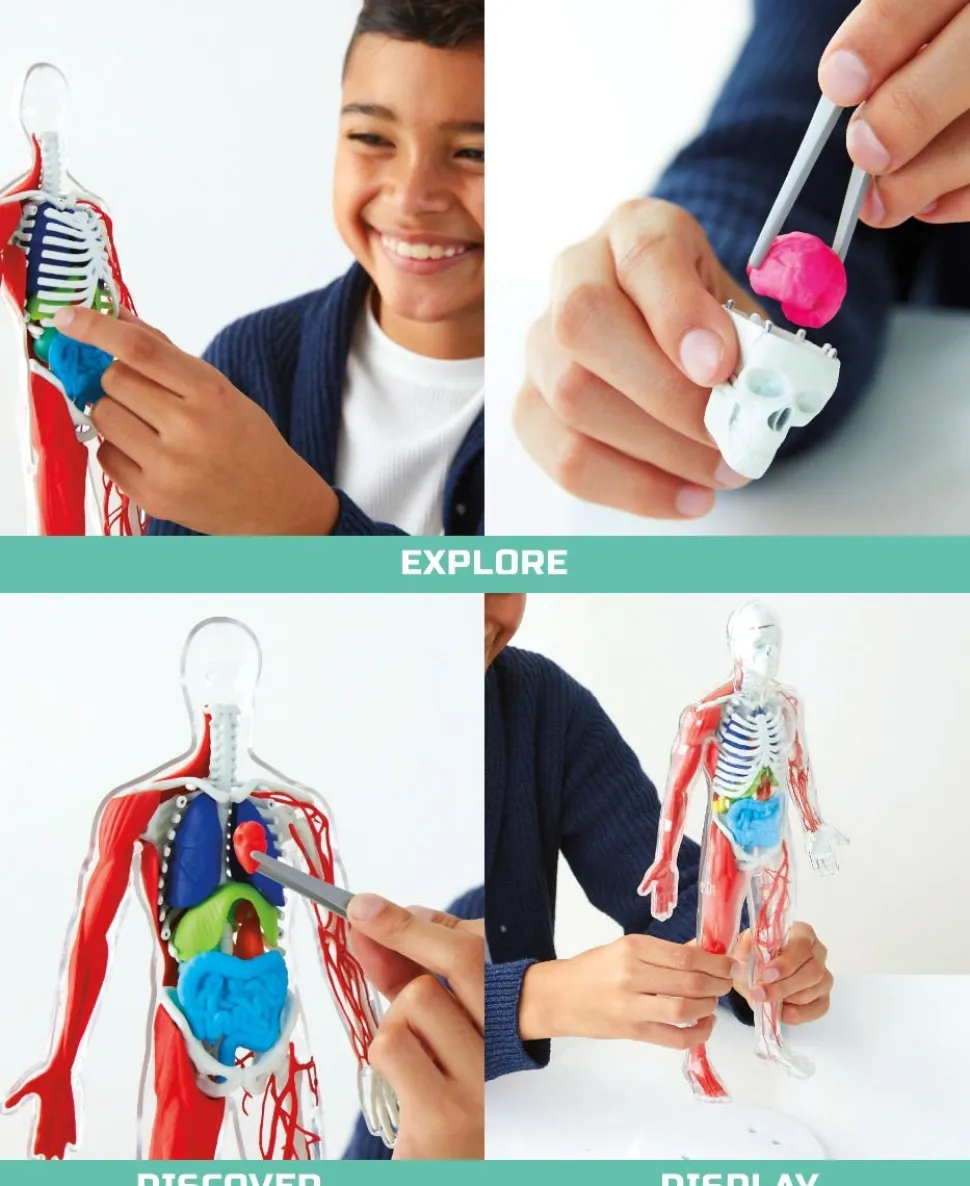 Toy Anatomy Human Kit Glow In the Dark 28Pc