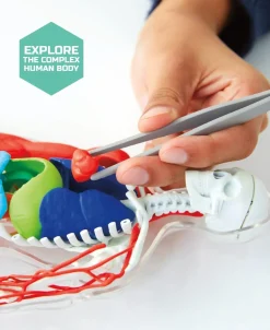 Toy Anatomy Human Kit Glow In the Dark 28Pc