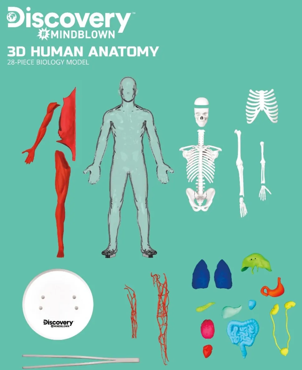 Toy Anatomy Human Kit Glow In the Dark 28Pc